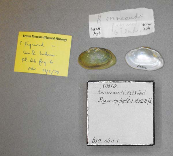 image of lot BMNH_610-06-1-1