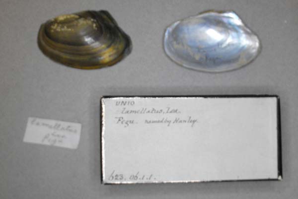 image of lot BMNH_623-06-1-1