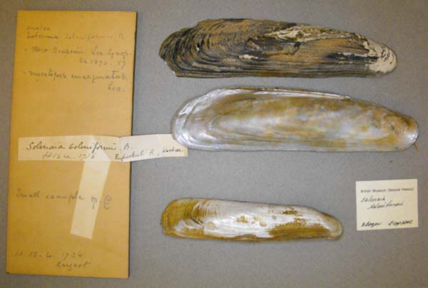 image of lot BMNH_66-12-4-1736