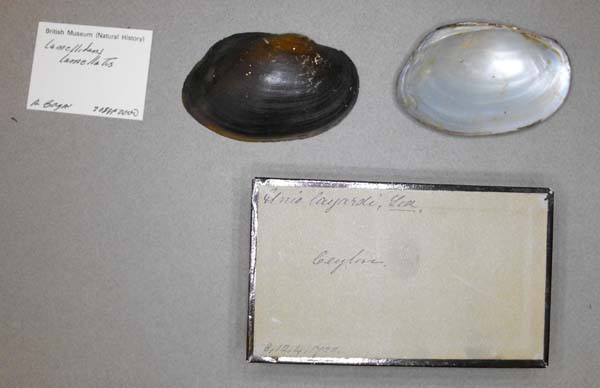 image of lot BMNH_8-12-4-1720