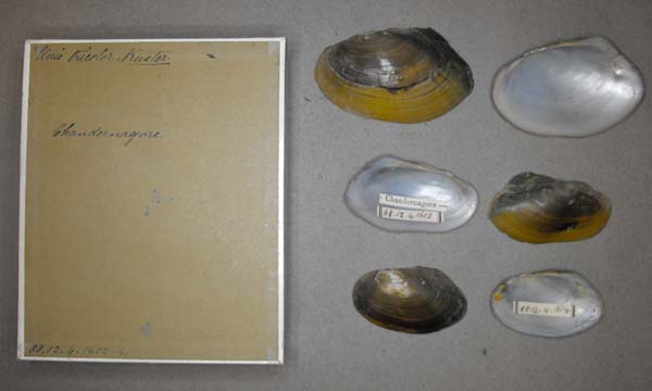 image of lot BMNH_88-12-4-1652-1654