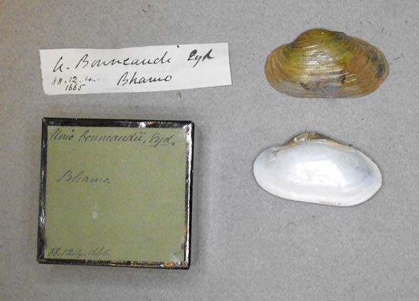 image of lot BMNH_88-12-4-1665