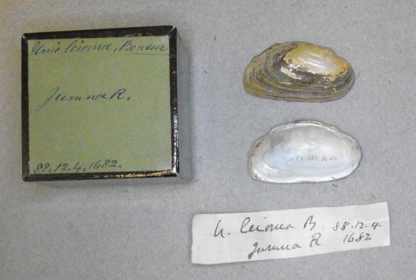 image of lot BMNH_88-12-4-1682