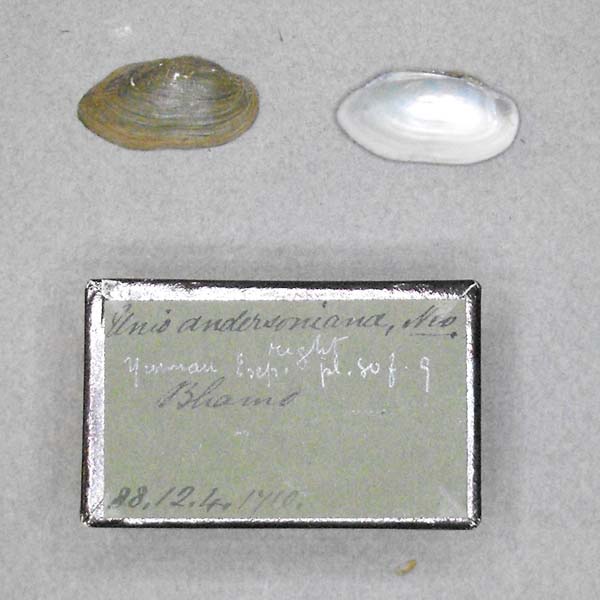 image of lot BMNH_88-12-4-1710