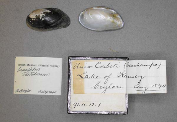 image of lot BMNH_91-11-12-1