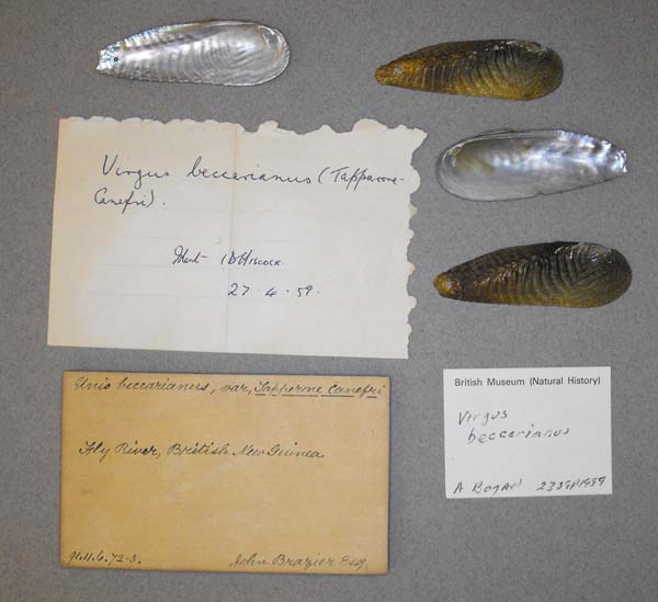 image of lot BMNH_91-11-6-72-73