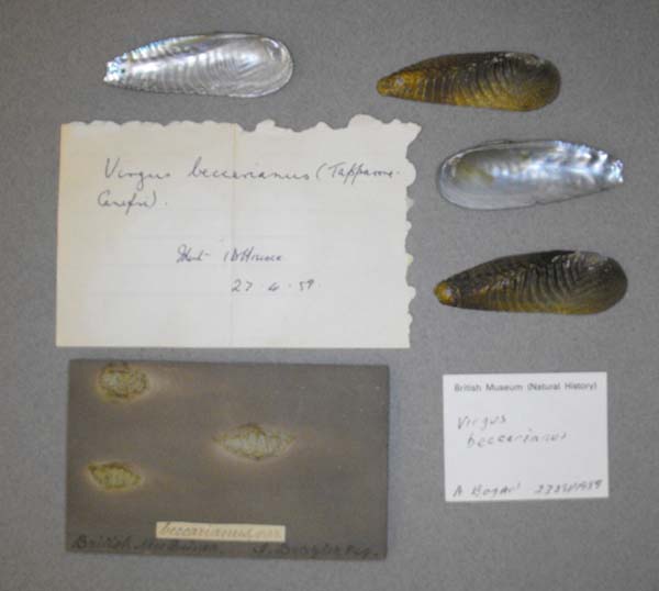 image of lot BMNH_91-11-6-72-73