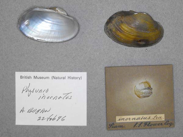 image of lot BMNH_97-10-7-2