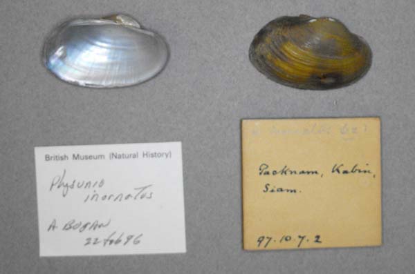 image of lot BMNH_97-10-7-2