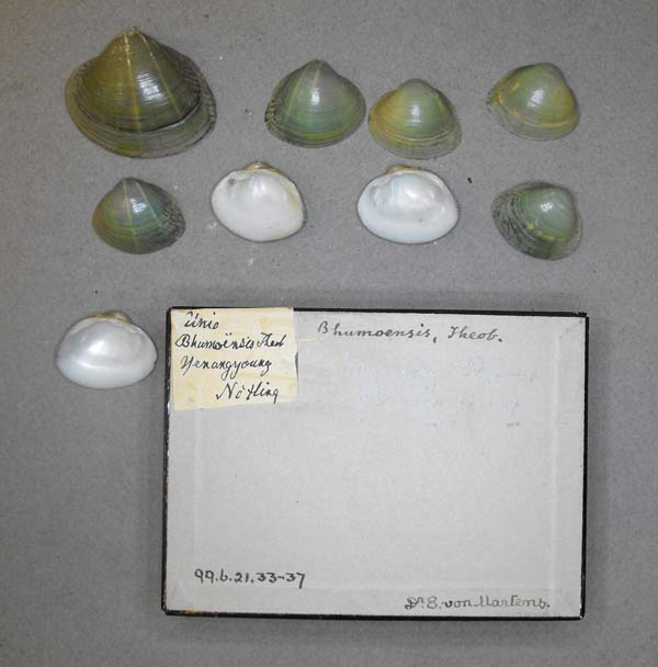 image of lot BMNH_99-6-21-33-37