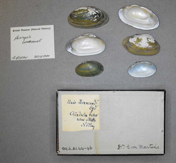 image of lot BMNH_99-6-21-44-46