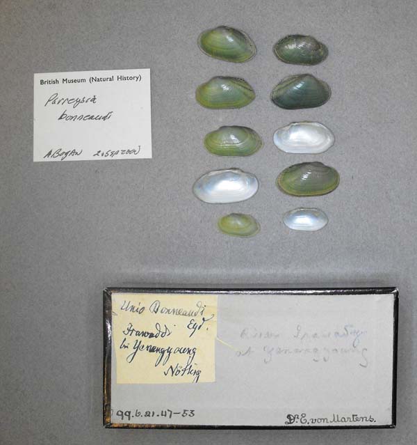 image of lot BMNH_99-6-21-47-53