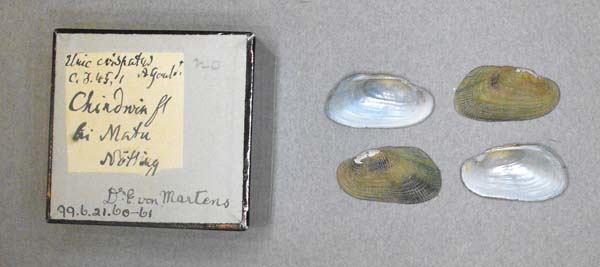 image of lot BMNH_99-6-21-60-61