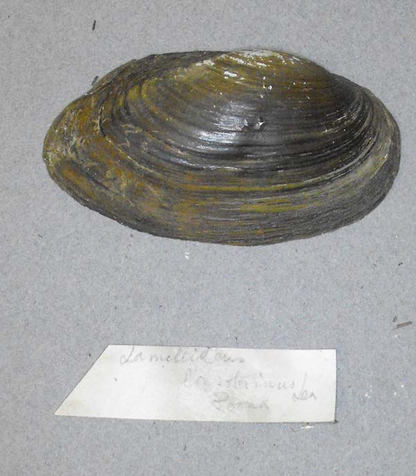 image of lot BMNH_MP_0628