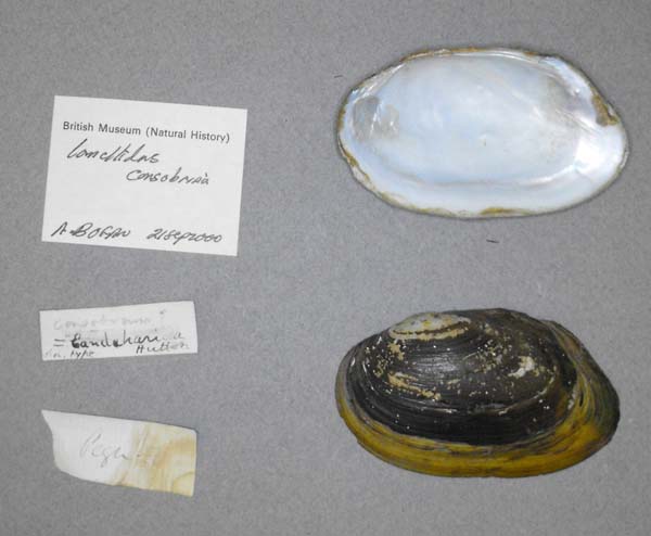 image of lot BMNH_MP_0629