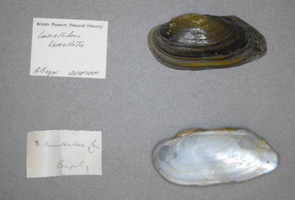 image of lot BMNH_MP_0631