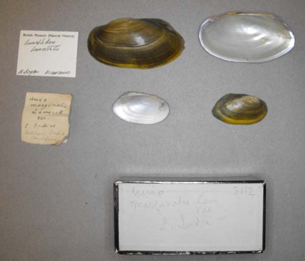 image of lot BMNH_MP_0632