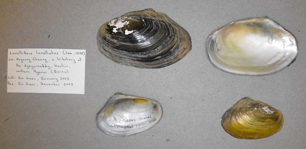 image of lot BMNH_MP_0633