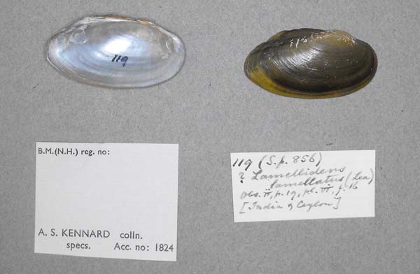 image of lot BMNH_MP_0634