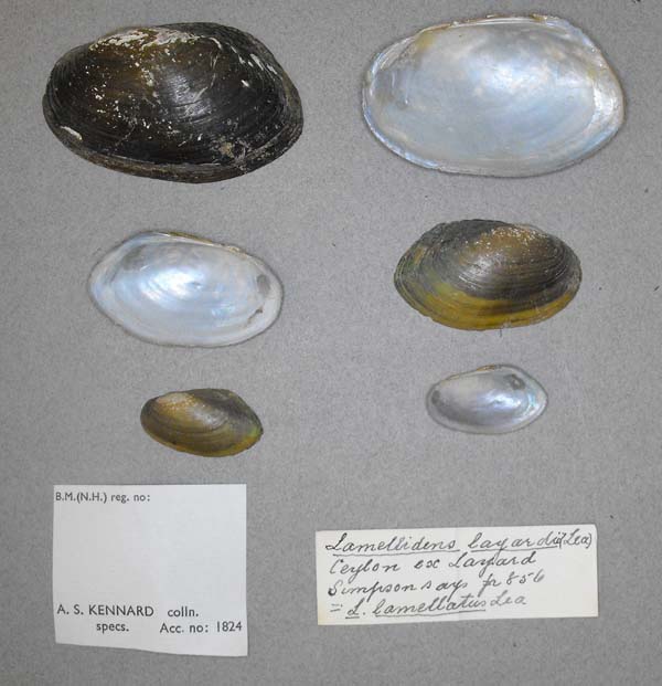 image of lot BMNH_MP_0635