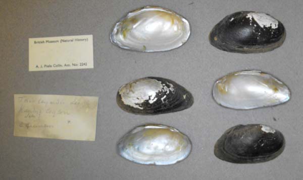 image of lot BMNH_MP_0636