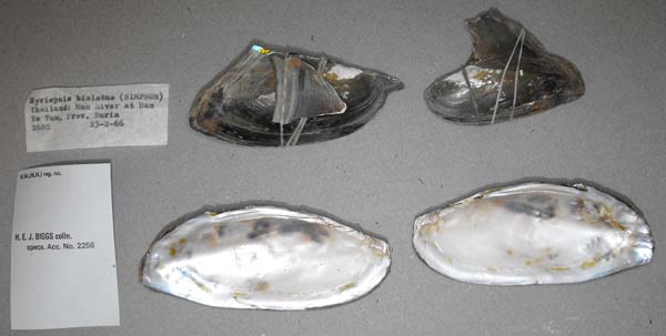 image of lot BMNH_MP_0653