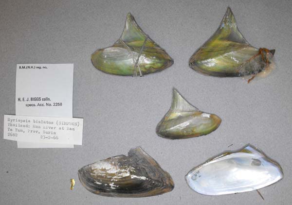 image of lot BMNH_MP_0658