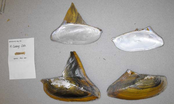 image of lot BMNH_MP_0665