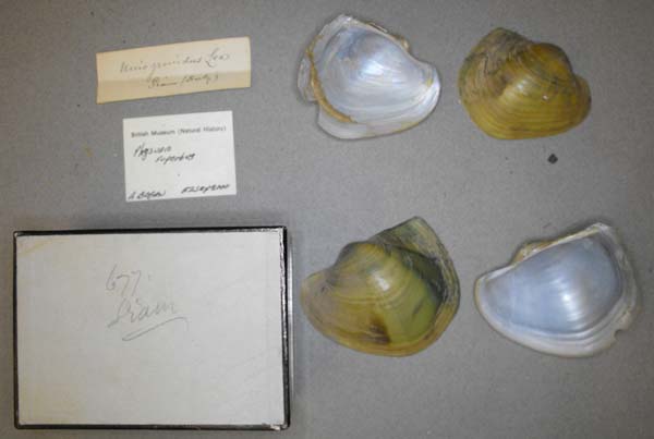 image of lot BMNH_MP_0689