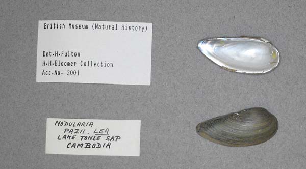 image of lot BMNH_MP_0703