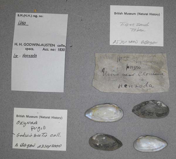 image of lot BMNH_MP_0713