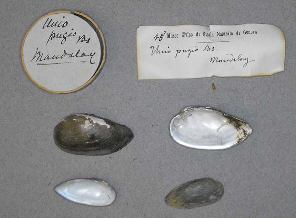 image of lot BMNH_MP_0716