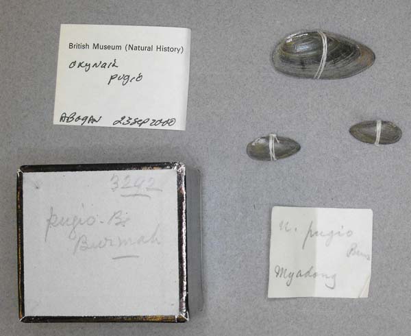 image of lot BMNH_MP_0717