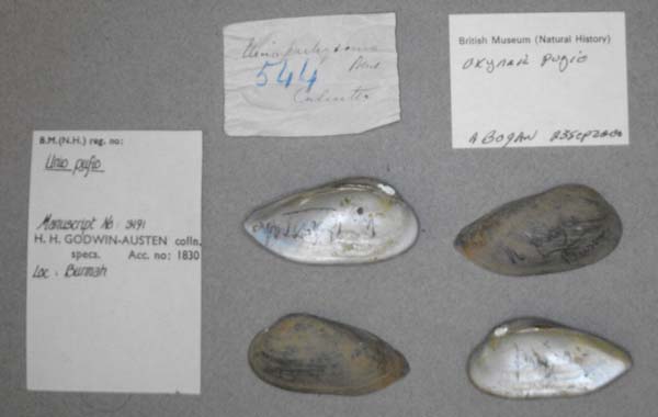 image of lot BMNH_MP_0718