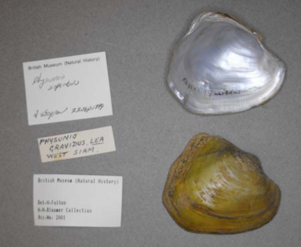 image of lot BMNH_MP_0724