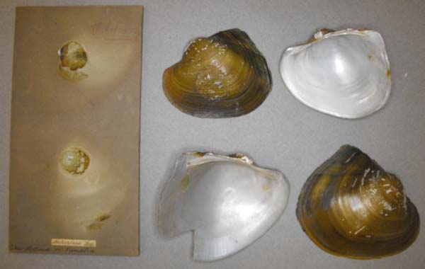 image of lot BMNH_MP_0725