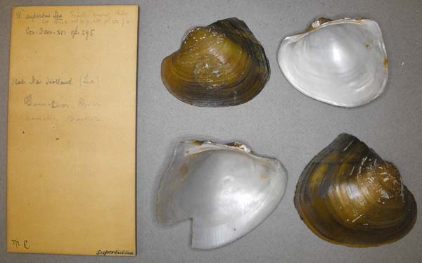 image of lot BMNH_MP_0725