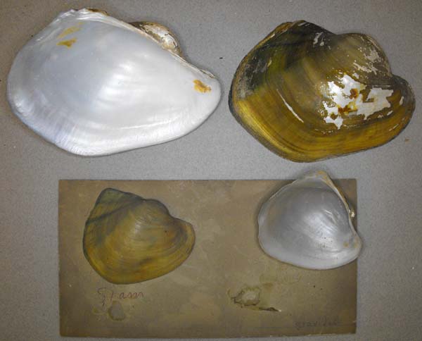 image of lot BMNH_MP_0726