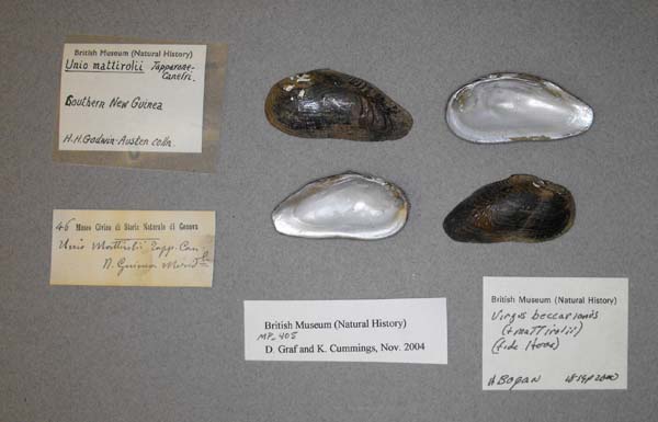 image of lot BMNH_MP_405