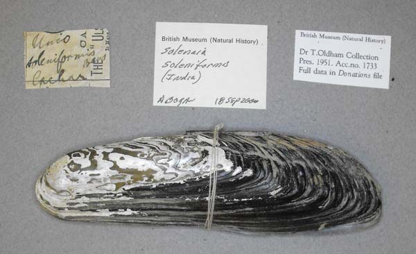 image of lot BMNH_MP_D249