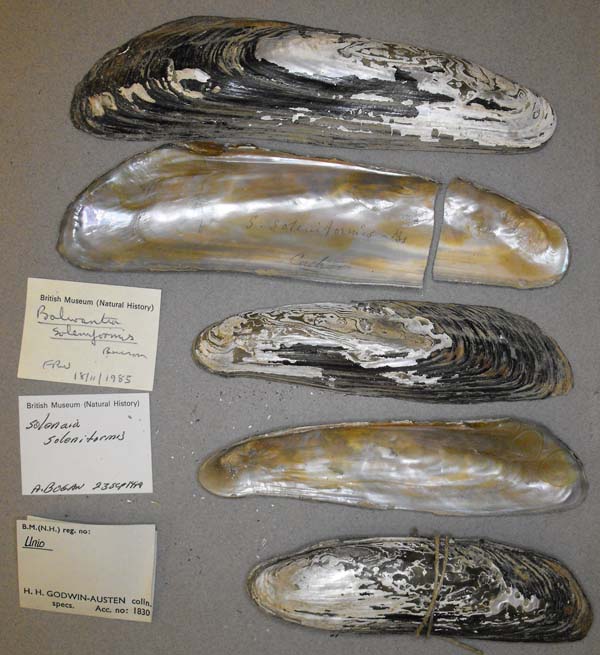 image of lot BMNH_MP_D250