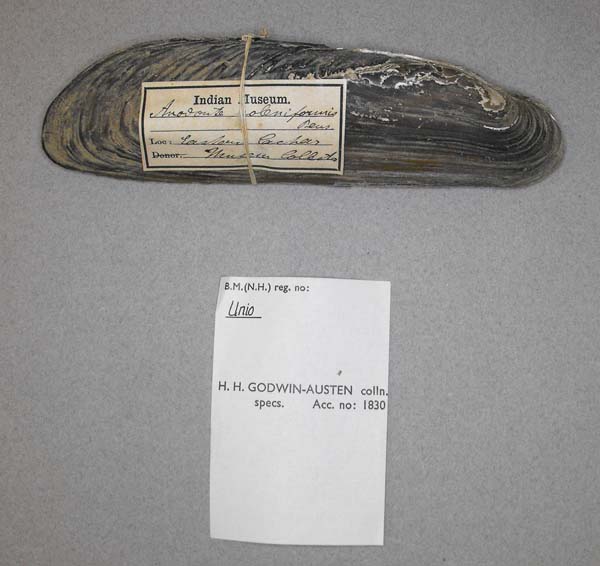 image of lot BMNH_MP_D251