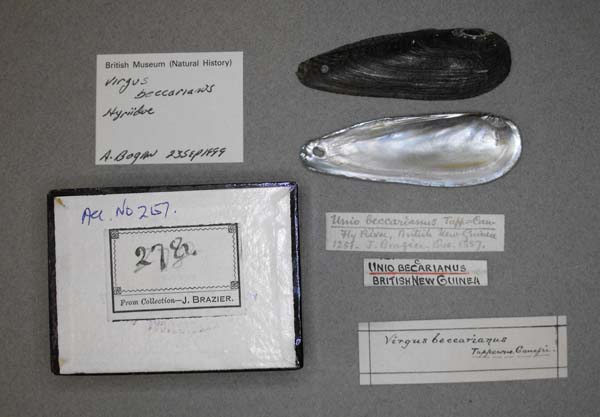 image of lot BMNH_MP_D252