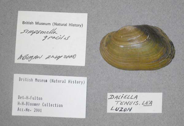 image of lot BMNH_MP_D266