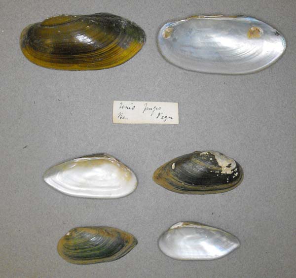 image of lot BMNH_MP_D307