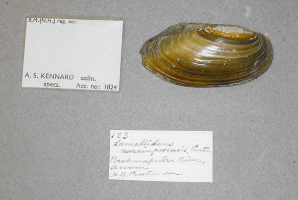 image of lot BMNH_MP_D309