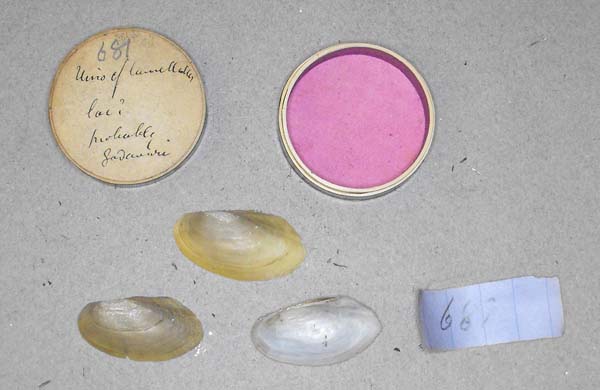 image of lot BMNH_MP_D317