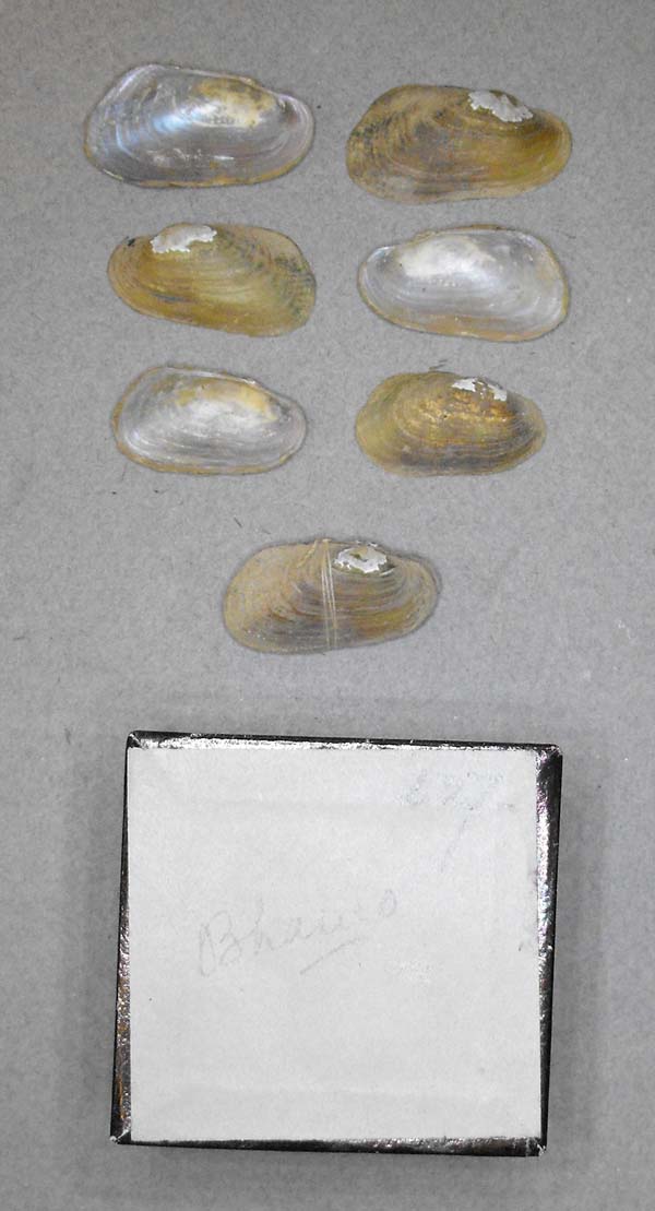 image of lot BMNH_MP_D331