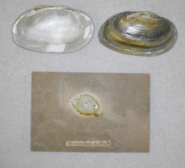 image of lot BMNH_MP_D367