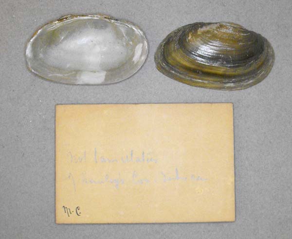 image of lot BMNH_MP_D367